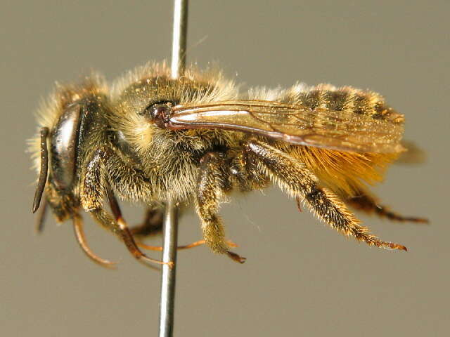 Image of Megachile leaf-cutter bee