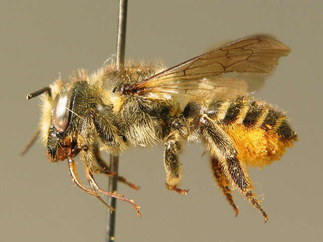 Image of Megachile leaf-cutter bee