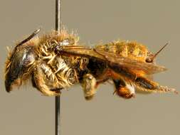 Megachile pyrenaea Pérez 1890的圖片