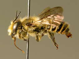 Image of Megachile leaf-cutter bee