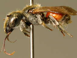 Image of Osmia andrenoides Spinola 1808