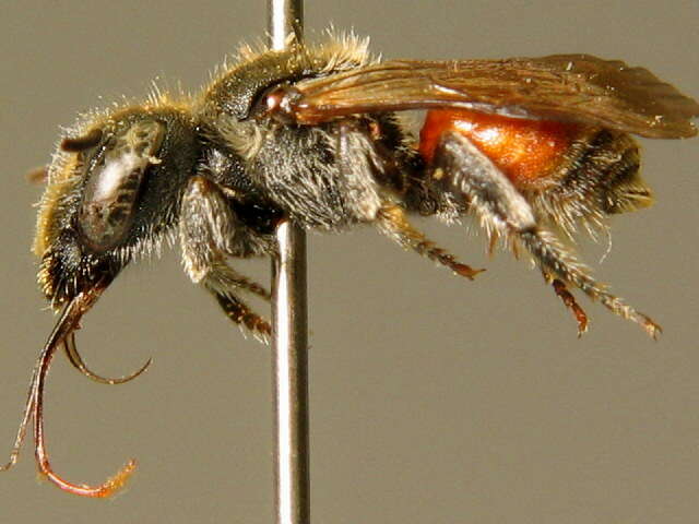 Image of Osmia andrenoides Spinola 1808