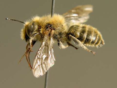 Image of Mason bee