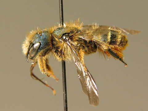 Image of Osmia brevicornis (Fabricius 1798)