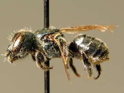 Image of Osmia gallarum Spinola 1808