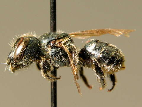 Osmia gallarum Spinola 1808的图像