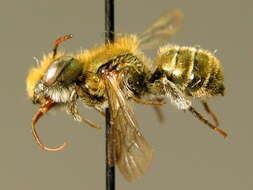 Osmia gallarum Spinola 1808的图像