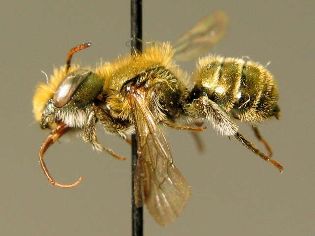 Osmia gallarum Spinola 1808的图像