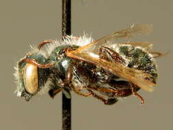 Osmia gallarum Spinola 1808的图像