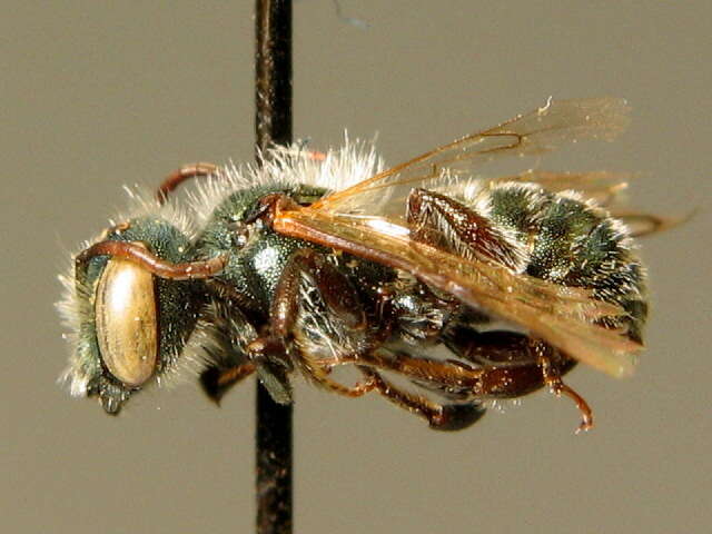 Osmia gallarum Spinola 1808的图像