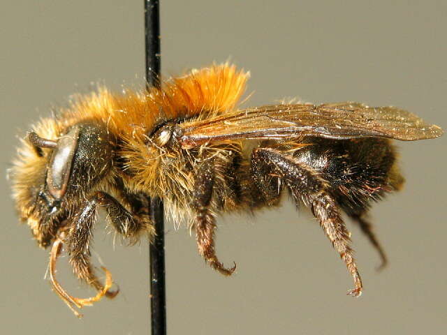 Image of Osmia inermis (Zetterstedt 1838)