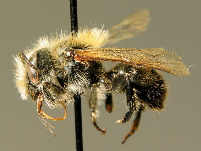 Image of Osmia inermis (Zetterstedt 1838)