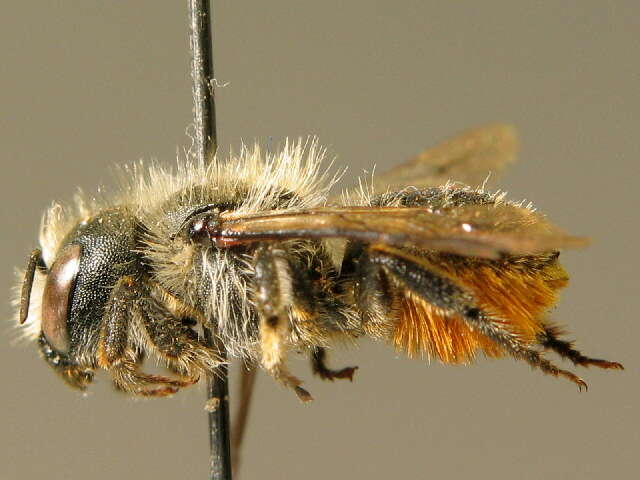 Image of Osmia leaiana (Kirby 1802)