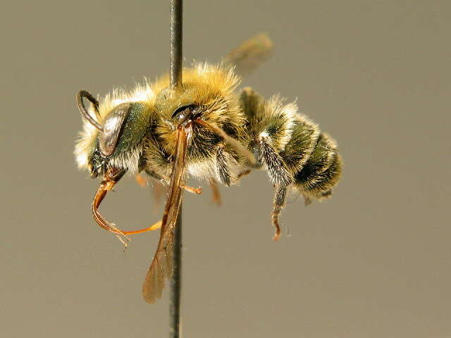 Image of Osmia melanogaster Spinola 1808