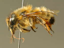 Image of Osmia mustelina Gerstäcker 1869