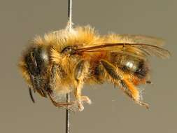 Image of Osmia mustelina Gerstäcker 1869