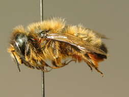 Image of Osmia mustelina Gerstäcker 1869