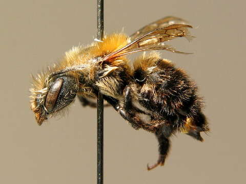 Image of Osmia inermis (Zetterstedt 1838)