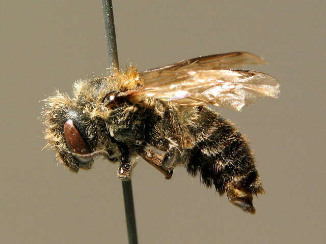 Image of Western mason bee