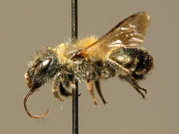 Image of Western mason bee