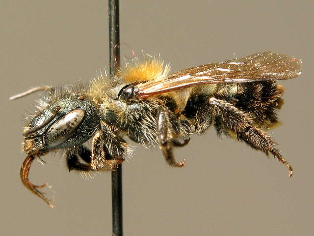 Image of Western mason bee