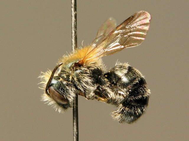 Image of Western mason bee