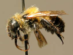 Image of Osmia uncinata Gerstäcker 1869