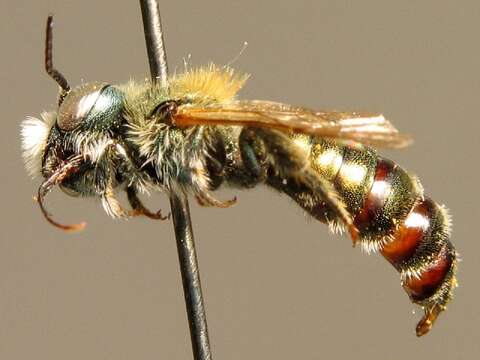 Image of Osmia versicolor Latreille 1811