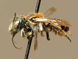 Image of Osmia viridana Morawitz 1874