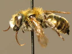 Image of Osmia viridana Morawitz 1874