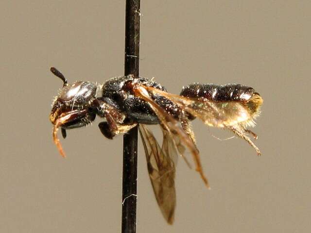 Image of Carpenter bee