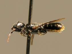 Image of Carpenter bee