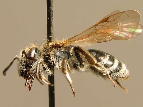 Image of Andrena niveata Friese 1887