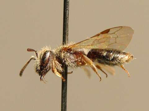 Image of Andrena pusilla Pérez 1903