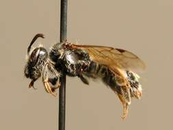 Imagem de Andrena minutuloides Perkins 1914