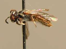 Lasioglossum semilucens (Alfken 1914) resmi