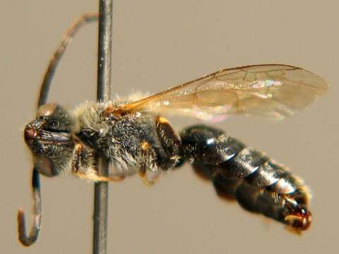 Image of Lasioglossum laevigatum (Kirby 1802)