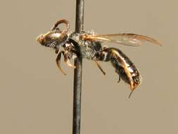 Image of Lasioglossum lucidulum (Schenck 1861)