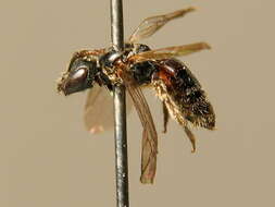 Lasioglossum semilucens (Alfken 1914) resmi