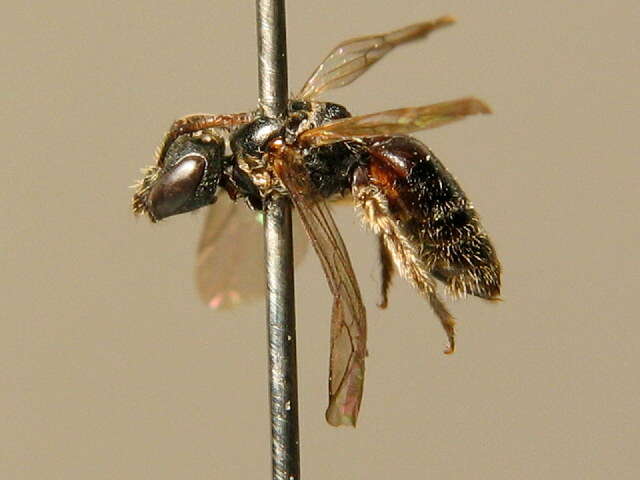 Lasioglossum semilucens (Alfken 1914)的圖片