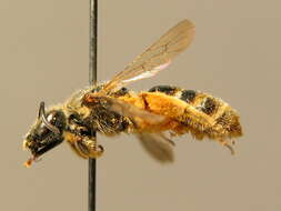 Lasioglossum nigripes (Lepeletier 1841)的圖片