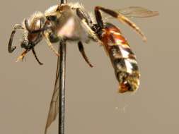 Lasioglossum nigripes (Lepeletier 1841)的圖片