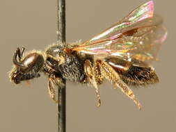 Lasioglossum parvulum (Schenck 1853)的圖片