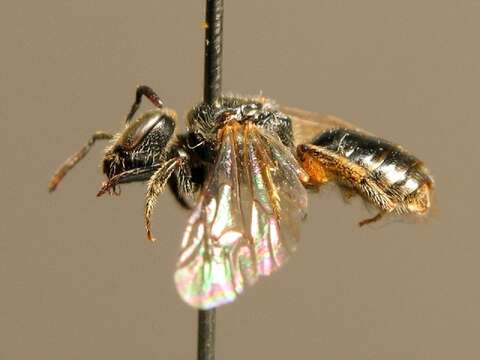 Lasioglossum pygmaeum (Schenck 1853)的圖片