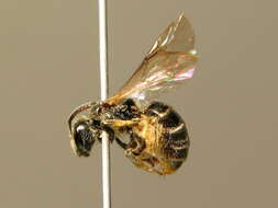 صورة Lasioglossum marginatum (Brullé 1832)