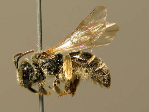 صورة Lasioglossum marginatum (Brullé 1832)