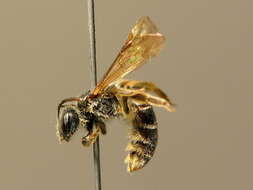 صورة Lasioglossum marginatum (Brullé 1832)