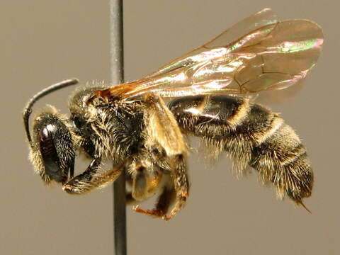 صورة Lasioglossum marginatum (Brullé 1832)