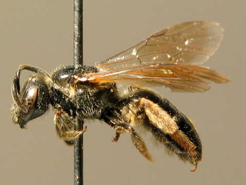 Lasioglossum quadrinotatulum (Schenck 1861)的圖片