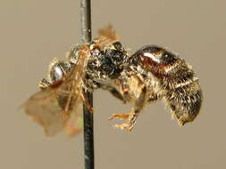 Lasioglossum sabulosum (Warncke 1986)的圖片